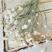 Naturally Dried Mini Everlasting Paper Daisy / Ammobium Daisy / Winged Everlasting - White