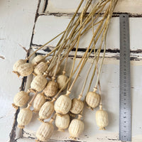Dried Poppy Pods / Papaver - natural brown