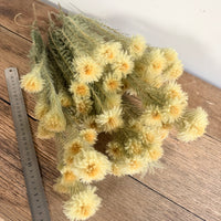 Dried Philyca Flowers - natural green beige