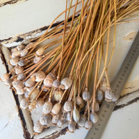 Naturally Dried Poppy Pods* / Papaver - natural brown