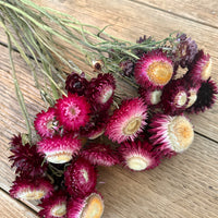 Naturally Dried Strawflower Daisy flower bunch - Helichrysum / Everlasting / Paper Daisy - stems / heads