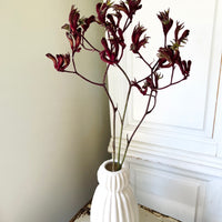 Preserved / Naturally Dried Kangaroo Paw