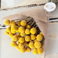 Everlasting Naturally Dried Billy Button Bouquet