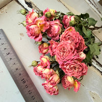 Dried Spray Mini Rose