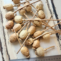Naturally Dried Poppy Pods* / Papaver - natural brown