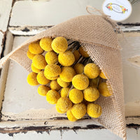 Everlasting Naturally Dried Billy Button Bouquet