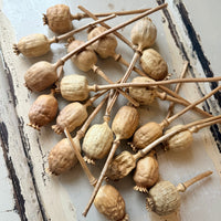 Naturally Dried Poppy Pods* / Papaver - natural brown