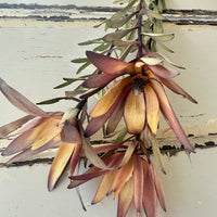 Naturally Dried / Preserved Leucadendron - Native