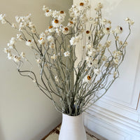 Naturally Dried Mini Everlasting Paper Daisy / Ammobium Daisy / Winged Everlasting - White