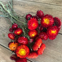 Naturally Dried Strawflower Daisy flower bunch - Helichrysum / Everlasting / Paper Daisy - stems / heads