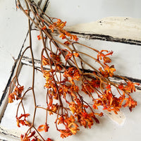 Preserved / Naturally Dried Kangaroo Paw