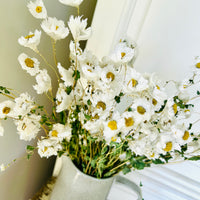 Naturally Dried Rhodanthe Everlasting Daisy