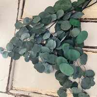 保存的桉树/树胶