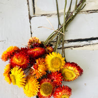 Naturally Dried Strawflower Daisy flower bunch - Helichrysum / Everlasting / Paper Daisy - stems / heads