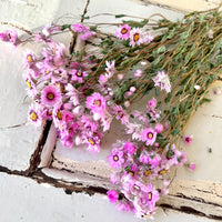 天然干燥的 Rhodanthe 永生雏菊花束