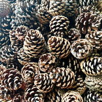 Naturally Dried Local Pine Cones