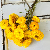 Naturally Dried Strawflower Daisy flower bunch - Helichrysum / Everlasting / Paper Daisy - stems / heads