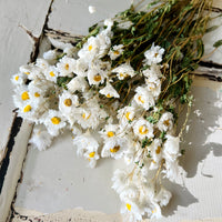 天然干燥的 Rhodanthe 永生雏菊花束