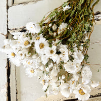 天然干燥的 Rhodanthe 永生雏菊花束