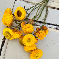 Naturally Dried Strawflower Daisy flower bunch - Helichrysum / Everlasting / Paper Daisy - stems / heads