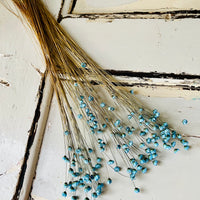 Dried Little Star / Baby Blue / Stardust / Baby Daisy / Star Daisy / Glixia