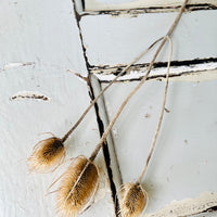 Dried Thistle