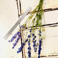 Naturally Dried Larkspur Flowers