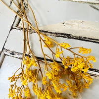 Preserved / Naturally Dried Kangaroo Paw