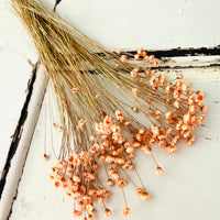 Dried Little Star / Baby Blue / Stardust / Baby Daisy / Star Daisy / Glixia