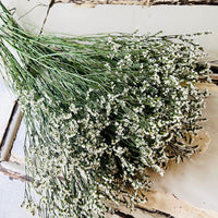 Preserved Crystal Grass / Caspea