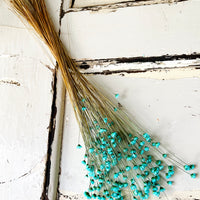 Dried Little Star / Baby Blue / Stardust / Baby Daisy / Star Daisy / Glixia