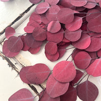 保存的桉树/树胶