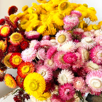 Naturally Dried Strawflower Daisy flower bunch - Helichrysum / Everlasting / Paper Daisy - stems / heads