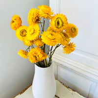 Naturally Dried Strawflower Daisy flower bunch - Helichrysum / Everlasting / Paper Daisy - stems / heads