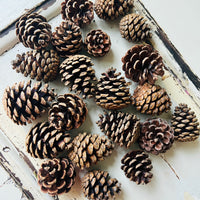 Naturally Dried Local Pine Cones