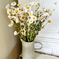 Naturally Dried Rhodanthe Everlasting Daisy