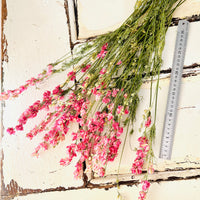 Naturally Dried Larkspur Flowers