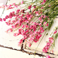 Naturally Dried Larkspur Flowers