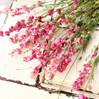 Naturally Dried Delphinium