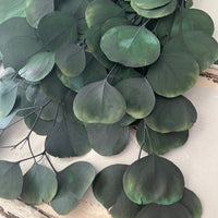 保存的桉树/树胶