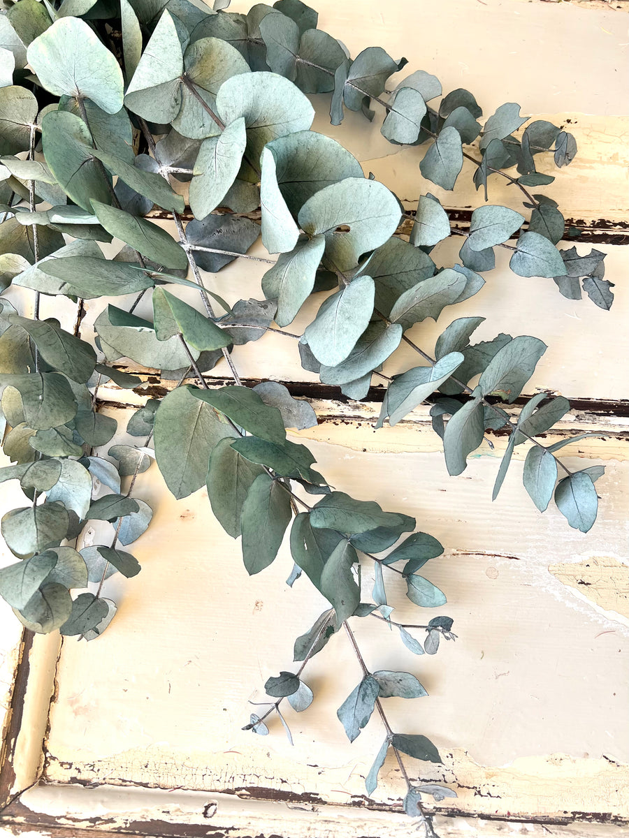 Preserved Eucalyptus | Cinerea | Baby Blue | Bridal Gum