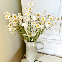 Naturally Dried Rhodanthe Everlasting Daisy