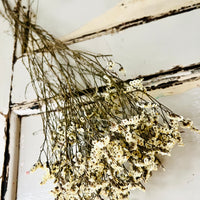 Preserved Crystal Grass / Caspea