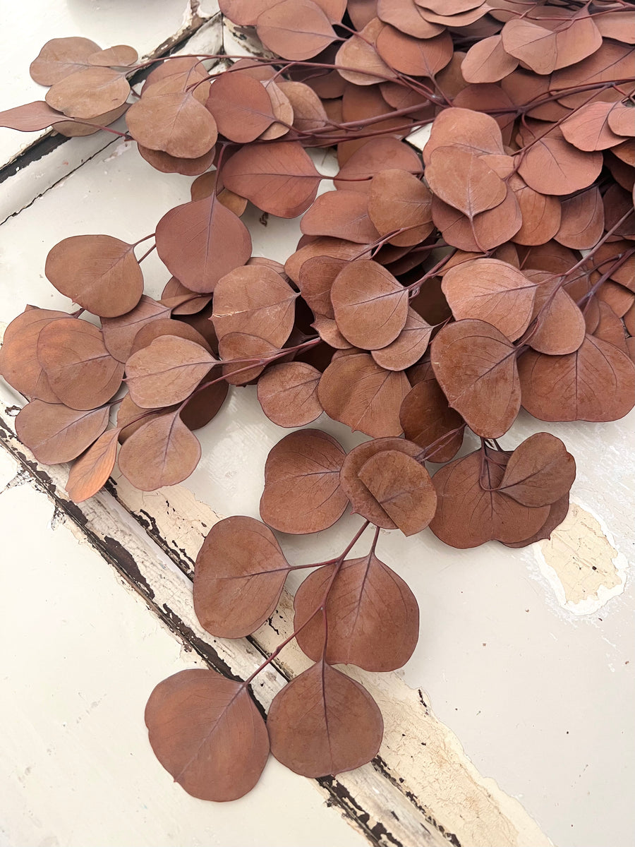 Preserved Eucalyptus | Silver Dollar Gum / Poly Gum / Apple Leaf