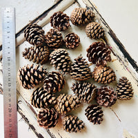 Naturally Dried Local Pine Cones