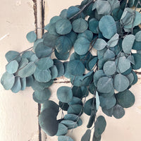 保存的桉树/树胶