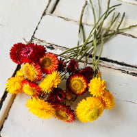 Naturally Dried Strawflower Daisy flower bunch - Helichrysum / Everlasting / Paper Daisy - stems / heads