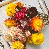 Naturally Dried Strawflower Daisy flower bunch - Helichrysum / Everlasting / Paper Daisy - stems / heads