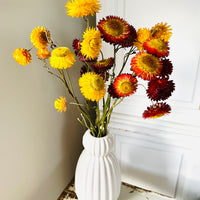 Naturally Dried Strawflower Daisy flower bunch - Helichrysum / Everlasting / Paper Daisy - stems / heads