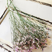 Preserved Crystal Grass / Caspea